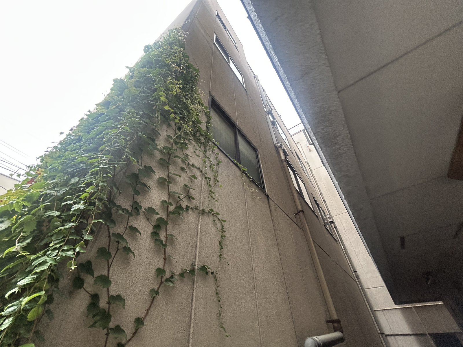 外壁に繁茂した蔦